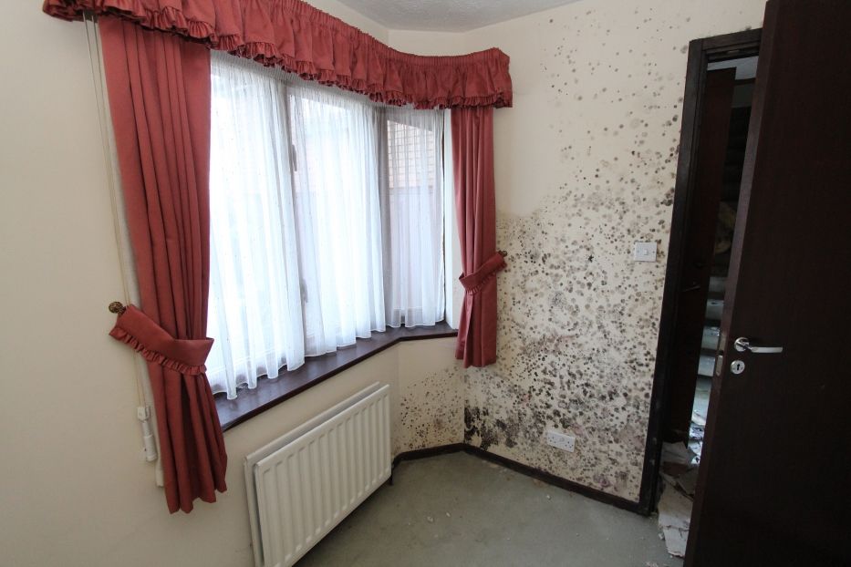 painting over water damaged/mouldy plaster boards www